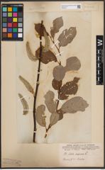 Foto von Salix caprea L.